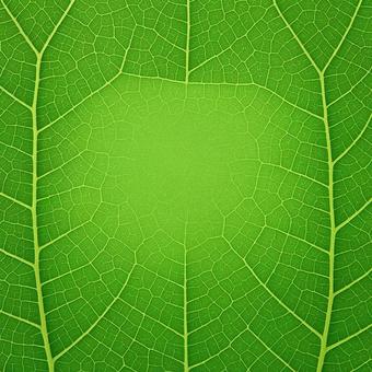 葉脈の美しい幾何学模様の写真