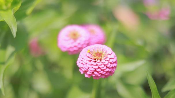 Summer flower, zinnia photographed on July 13th, JPG
