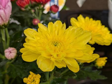 秋といえば菊の写真