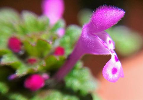 ホトケノザの写真