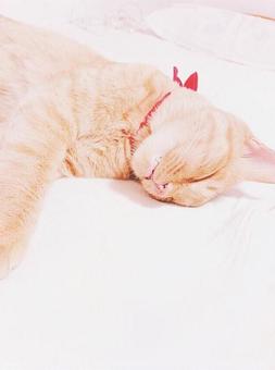 猫 熟睡 猫 熟睡の写真