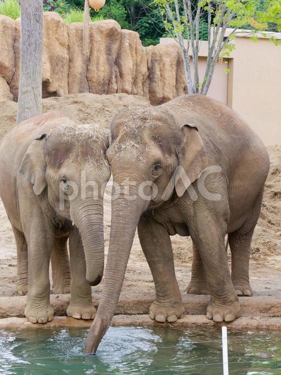 ゾウ ゾウ,アジアゾウ,動物の写真素材