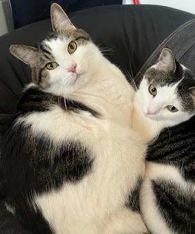 寒くなると猫たちはくっつきます 猫,銀ちゃん,蘭ちゃんの写真素材