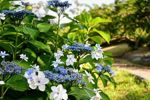 Summer hydrangea, light blue and white flowers, JPG