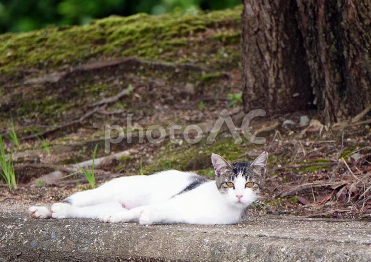 ネコ　リラックス　ねこ　猫　野良猫 ねこ,ネコ,猫の写真素材