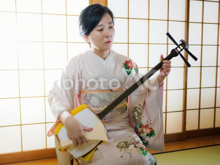33：和服で三味線を演奏する女性 三味線,伝統芸能,和楽器の写真素材