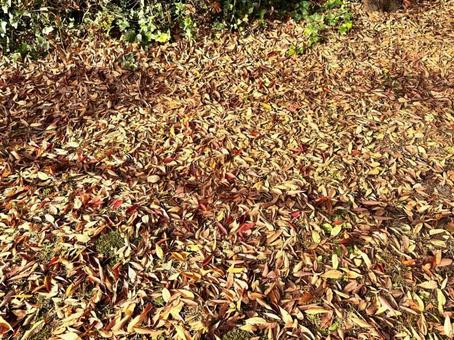 落ち葉03 屋外,背景,里山の写真素材