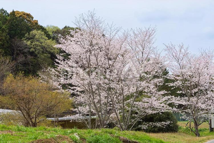 山裾に広がる美しい桜並木 桜並木,桜,sakuraの写真素材
