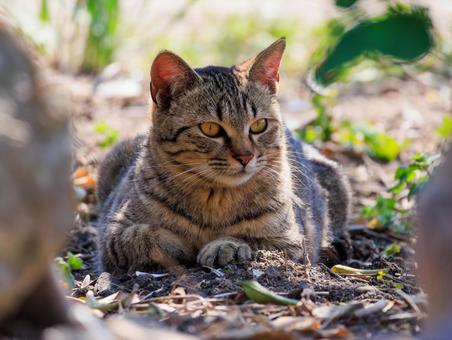 猫の島で出会った可愛い野良猫さんです。 猫の島で出会った可愛い野良猫さんです。の写真