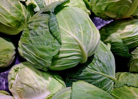 山積みになったたくさんのキャベツ 山積みになったたくさんのキャベツ キャベツ,野菜,葉野菜の写真素材