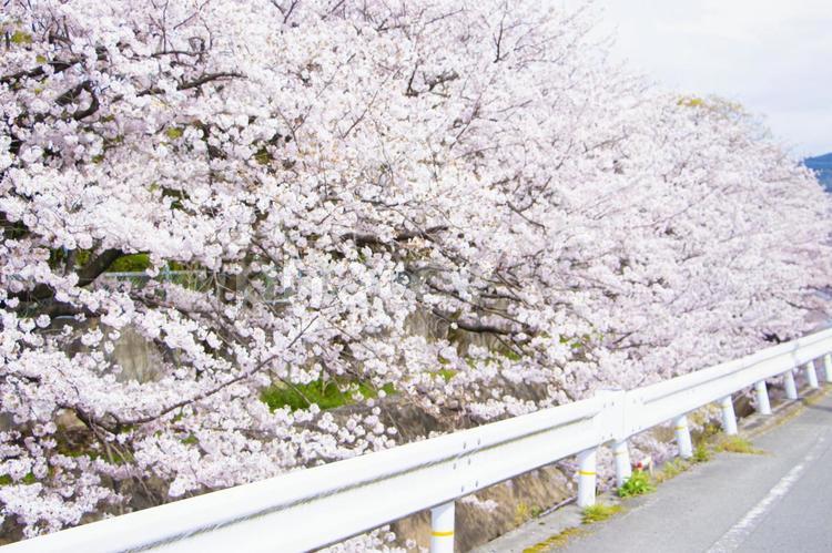 桜とガードレール さくら,ガードレール,川の写真素材