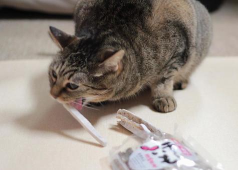 猫(キジトラ) 猫(キジトラ)の写真