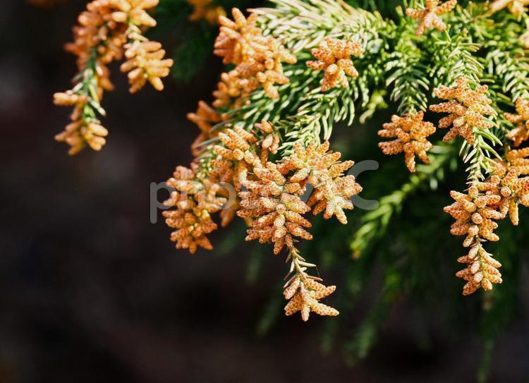 花粉の季節　アップ　＃１ スギ花粉,アレルギー,くしゃみの写真素材