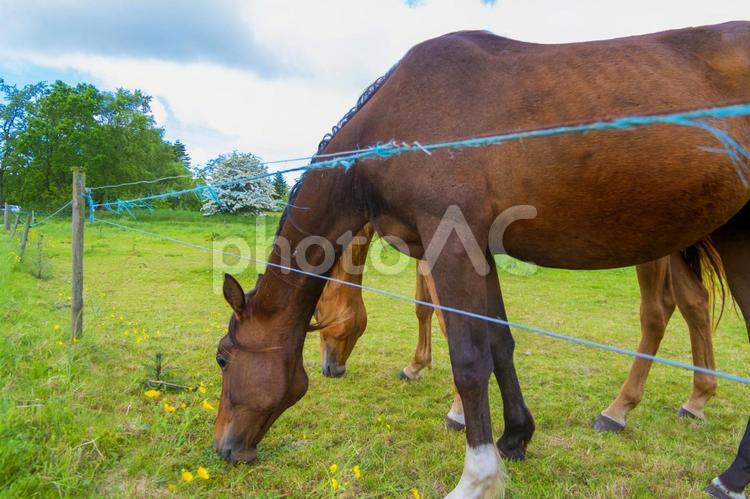 デンマークの人懐っこい馬 馬,競走馬,茶色い馬の写真素材