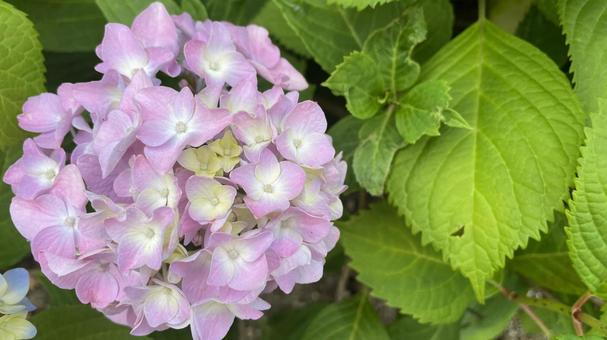紫陽花の花 あじさい,紫陽花,風景の写真素材