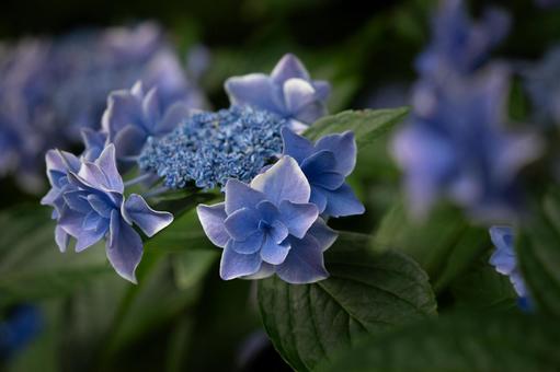 咲き誇る青いガクアジサイの花 咲き誇る青いガクアジサイの花の写真