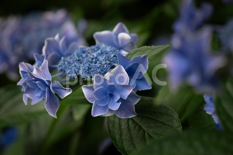 咲き誇る青いガクアジサイの花 ガクアジサイ,花,青の写真素材