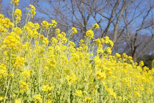 菜の花 菜の花,春,自然の写真素材