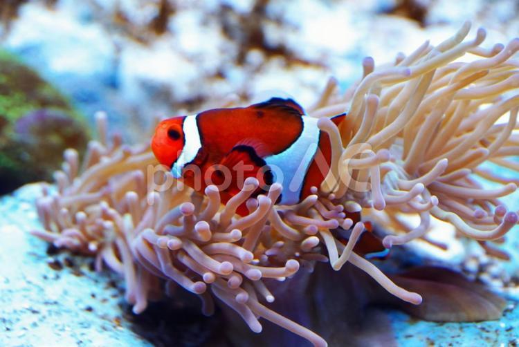 水族館で人気のカクレクマノミ カクレクマノミ,海水魚,魚類の写真素材