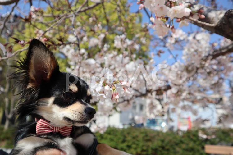 犬　桜とともに1 動物,犬,ペットの写真素材