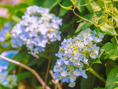 アジサイの花28 アジサイの花28の写真