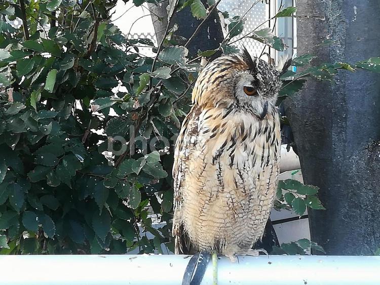害鳥駆除のベンガルワシミミズク フクロウ,ミミズク,猛禽類の写真素材