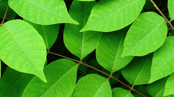 Fresh greenery, JPG Fresh greenery, JPG