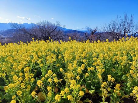 菜の花畑と雪化粧の富士山 菜の花,花,植物の写真素材
