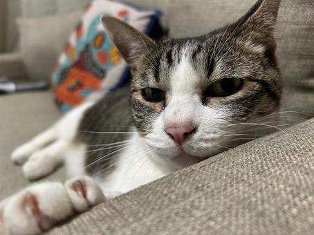 眠い家猫 眠い家猫 猫,ペット,家猫の写真素材