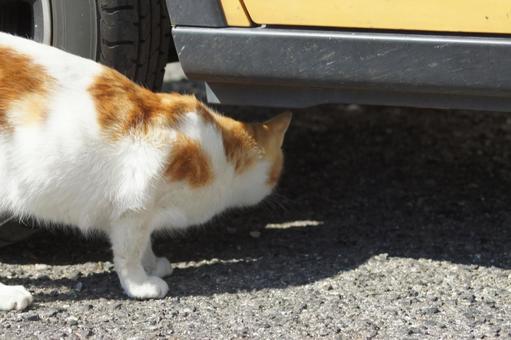 ねこ ねこの写真