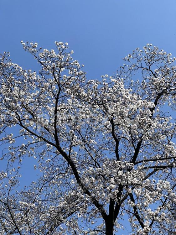 青空と満開の桜 桜,枝,空の写真素材