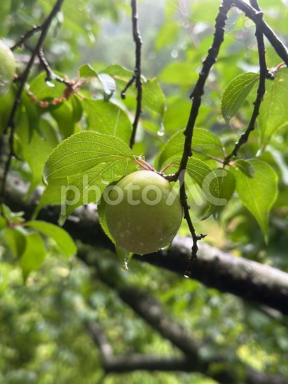 雨上がりの青梅 梅,青梅,梅の実の写真素材