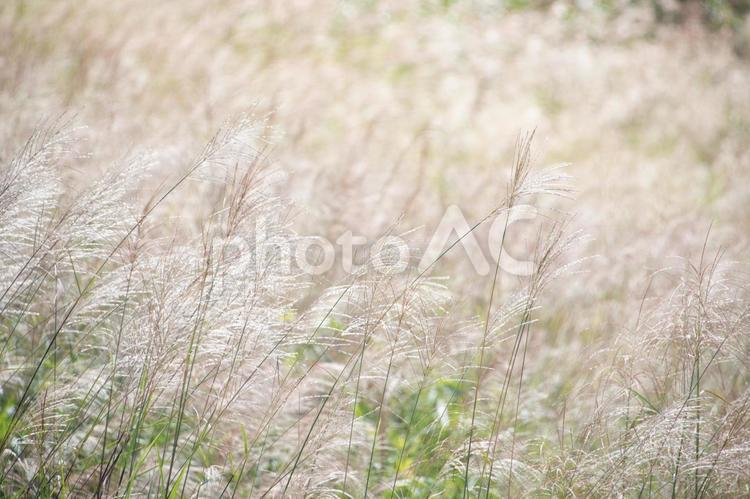 原っぱいっぱいのススキの群衆 ススキ,miscanthussinen,白馬村の写真素材