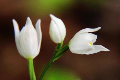 ギンラン・銀蘭の写真