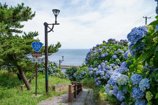 満開の紫陽花と階段国道 満開の紫陽花と階段国道 風景,花,日本の写真素材