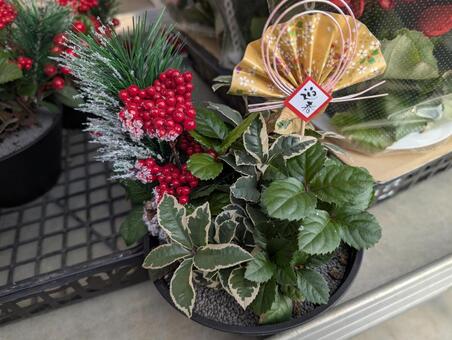 植物の正月飾り 正月飾り,生木,マツの写真素材