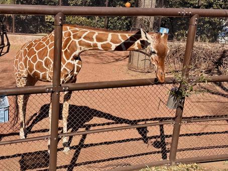 むしゃむしゃするキリン キリン,動物園,野毛山動物園の写真素材