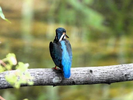 目の前の枝にとまったカワセミの背中 目の前の枝にとまったカワセミの背中の写真