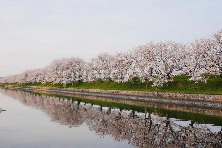 桜並木 春,桜,夜桜の写真素材