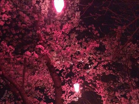 夜桜の写真
