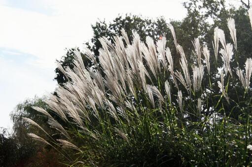 ススキ・薄・尾花　咲く風景 風景美,ポピュラー,夏の写真素材