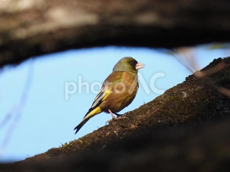 小根山野鳥の森で撮ったカワラヒワ 鳥,野鳥,自然の写真素材