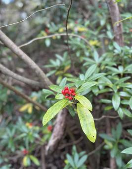 赤い実の木 赤い実の木 赤,赤い実,実の写真素材