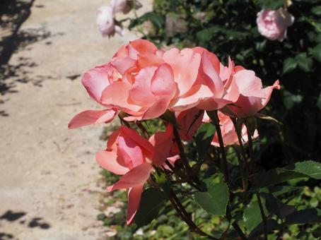 薔薇 薔薇 薔薇,ローズ,春の写真素材