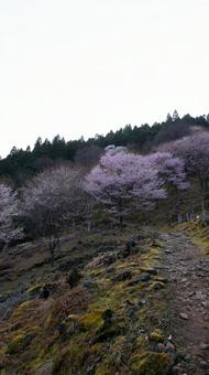 桜舞う山道に春の記憶 桜舞う山道に春の記憶の写真