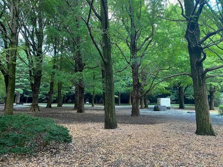 10月の代々木公園 10月の代々木公園の写真