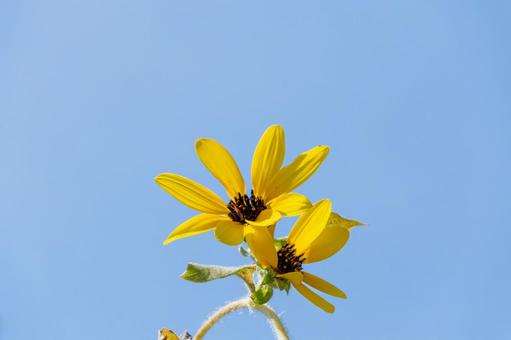 青空に咲く向日葵の花 青空に咲く向日葵の花の写真