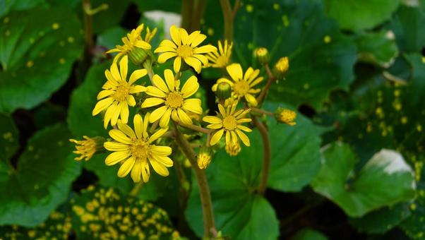 秋に咲く花・ツワブキ 秋に咲く花・ツワブキ 花,秋の花,ツワブキの写真素材