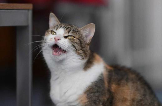 可愛いミケ笑う 可愛いミケ笑うの写真