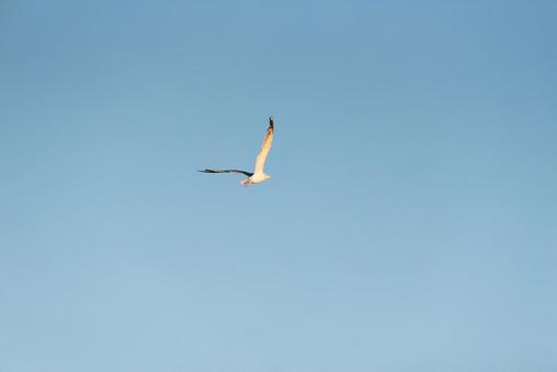 大空を優雅に舞うセグロカモメ 大空を優雅に舞うセグロカモメ セグロカモメ,渡り鳥,冬鳥の写真素材